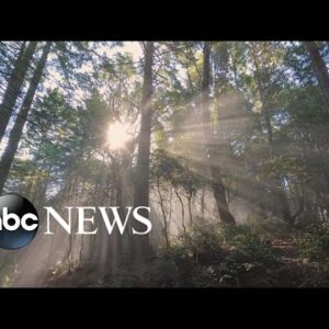 500 acres of ancient redwood forest returned to tribes