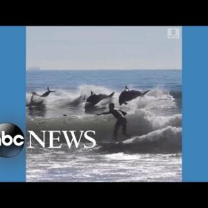 Dolphins leap from waves alongside surfers