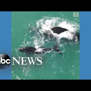 Endangered right whales spotted off Florida coast