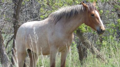 Wild Horses May Be Removed From North Dakota National Park